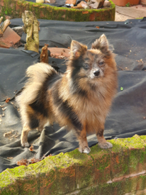 teacup pomeranian for sale gumtree